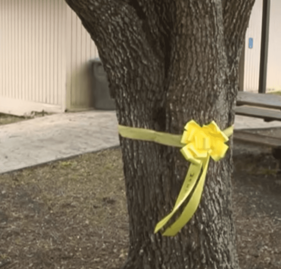 Ein gelbes Band um einen Baum gebunden. | Quelle: Youtube.com/USA TODAY