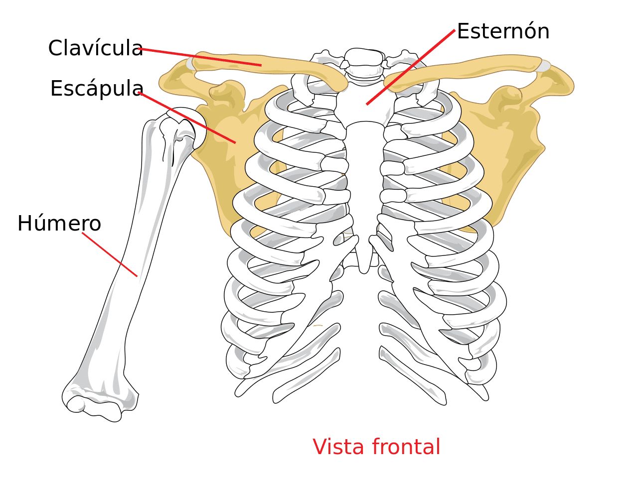 Vista frontal del pectoral y los huesos del hombro. | Foto: Wikipedia