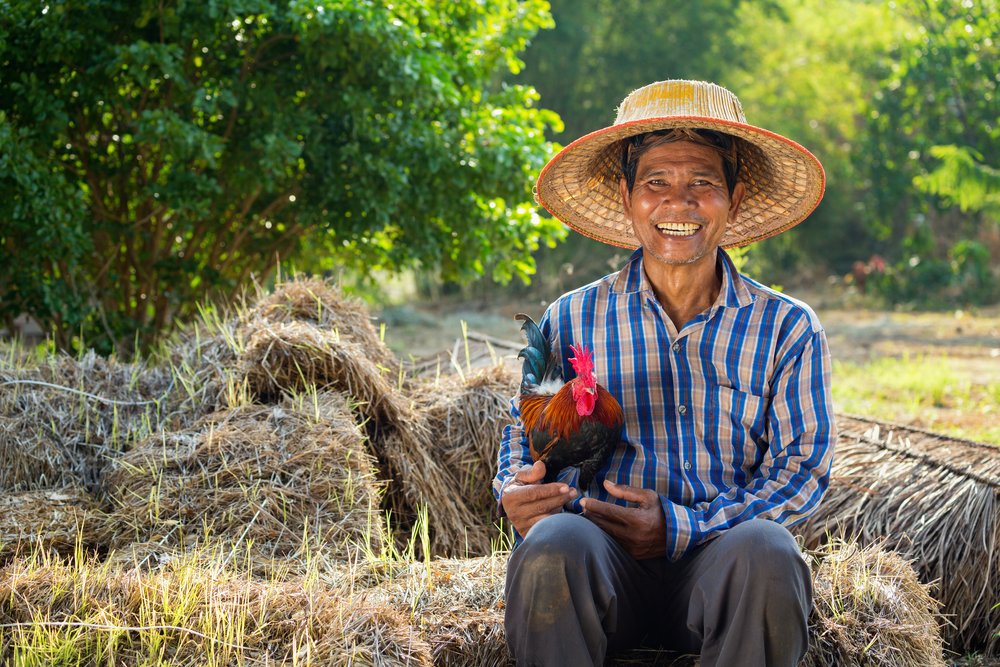 A farmer wearing rattan hat with his chicken on his lap. | Photo: Shutterstock