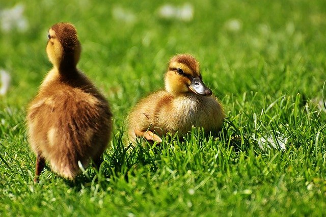 Patos. | Foto: Pixabay