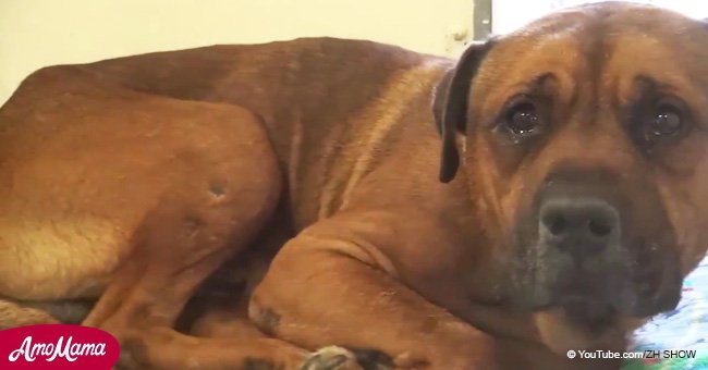 Heartbroken dog bursts into tears after he realizes he has been abandoned