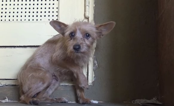 Source: YouTube/HopeForPaws