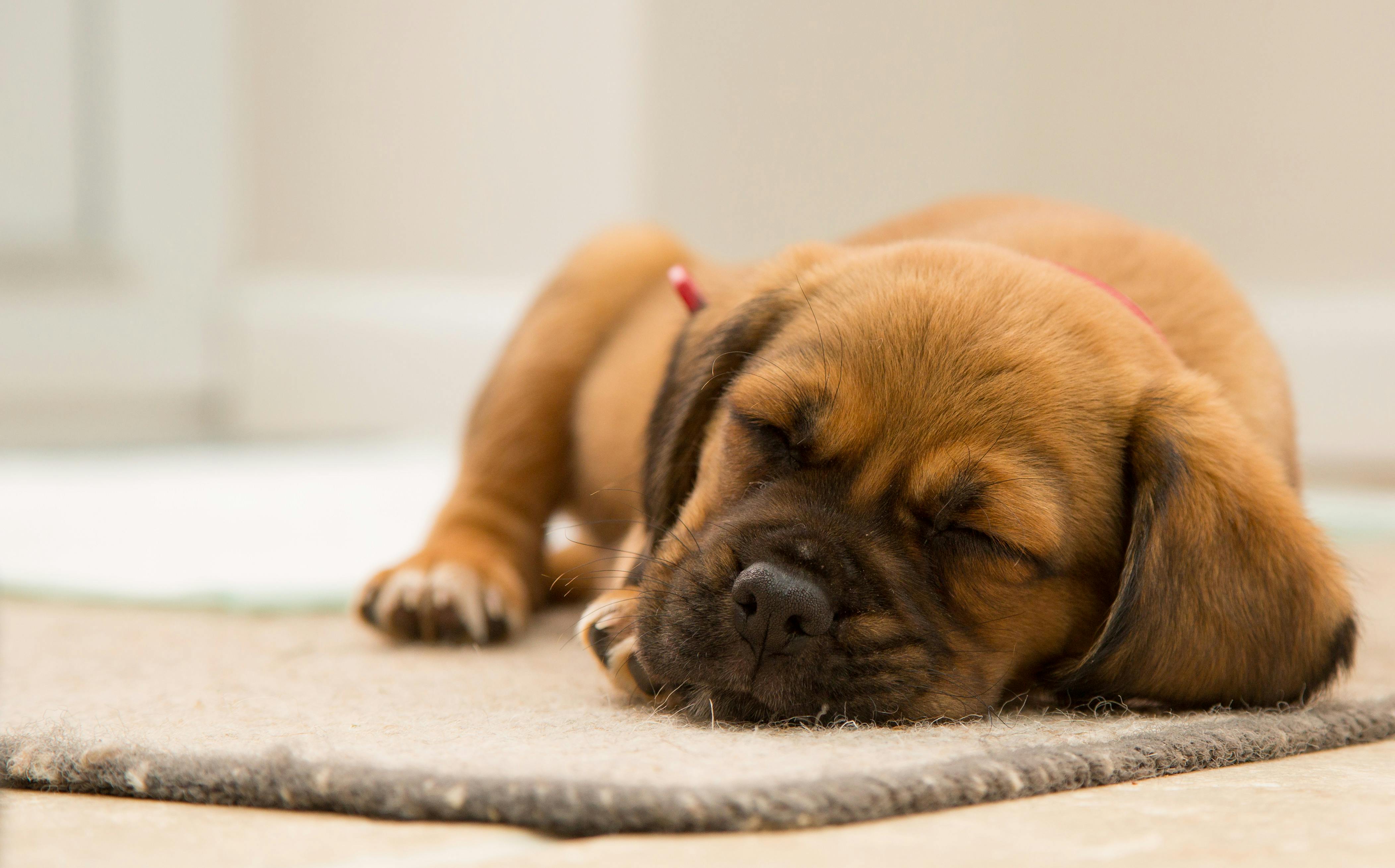 A sleeping puppy | Source: Pexels