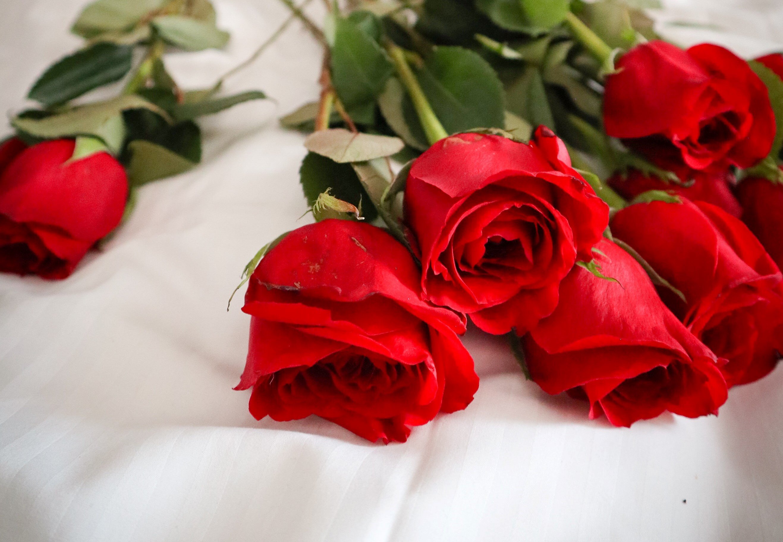 The next morning, Adam was stunned to find a bouquet of red roses with a note from Stacey on his bed. | Source: Unsplash