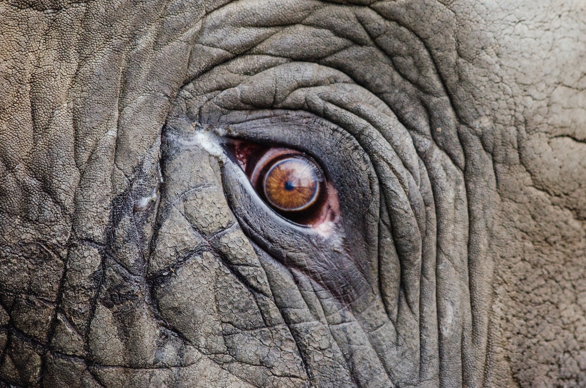 Ojo de elefante. Fuente: Pixabay Ojo de elefante. Fuente: Pixabay