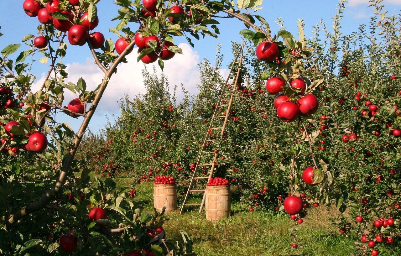 An apple orchard. Image credit: Pixabay