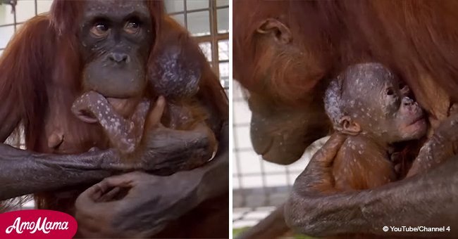 Orangutan's emotional reunion with baby after she's been kidnapped (video)