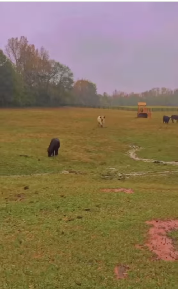 A view of Millie Bobby Brown Bongiovi's farm from a post dated December 8, 2024. | Source: Instagram/milliebobbybrown