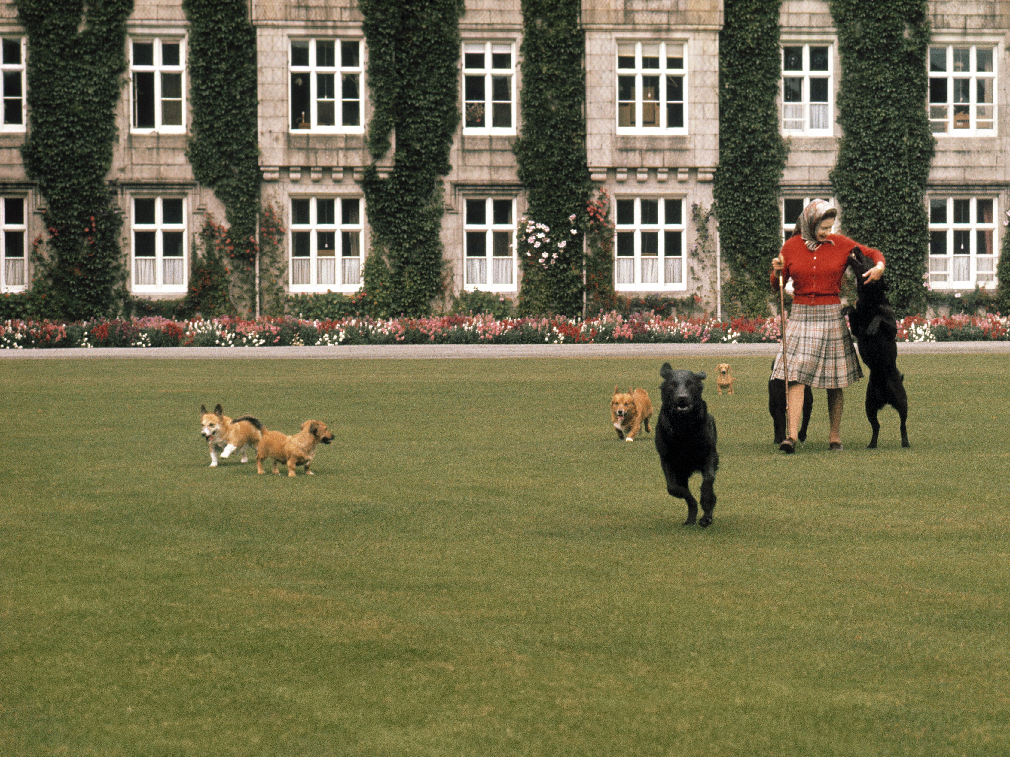 Die Königin mit ihren Hunden auf dem Rasen vor Balmoral Castle, Schottland, während der jährlichen Sommerferien der königlichen Familie im September 1971. | Quelle: Getty Images