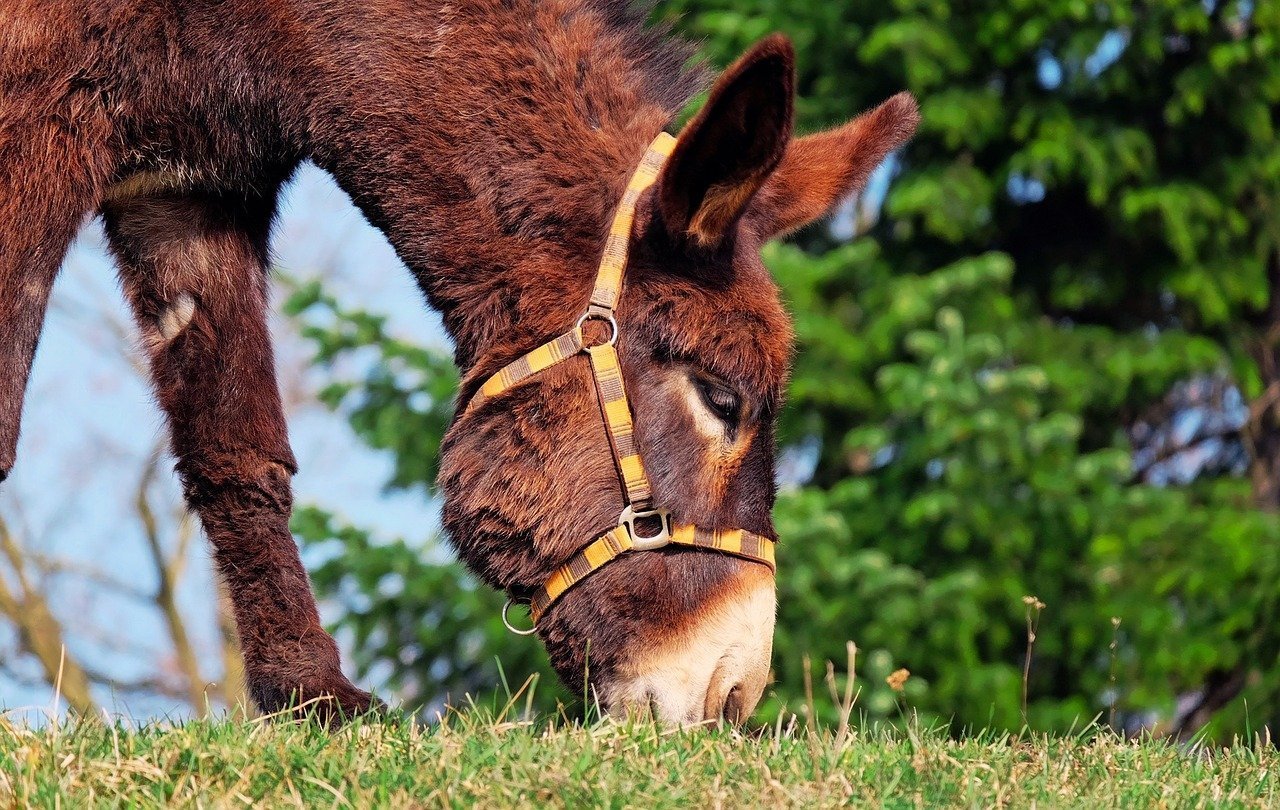 A mule. Image credit: Pixabay