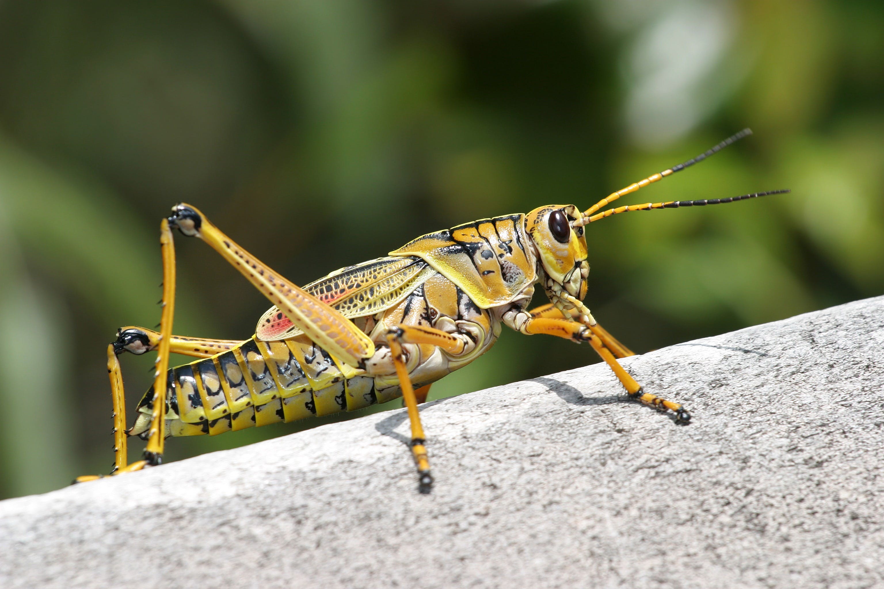 A closeup photo of a grasshopper. | Source: Pexels