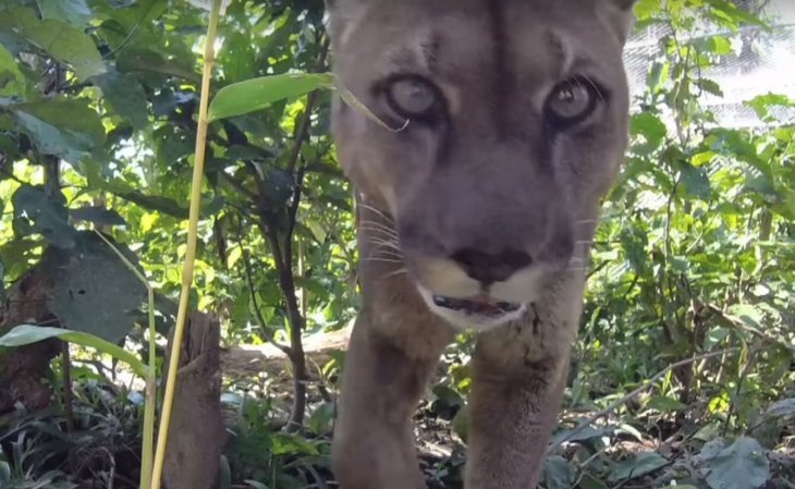 Source: YouTube/Animal Defenders International