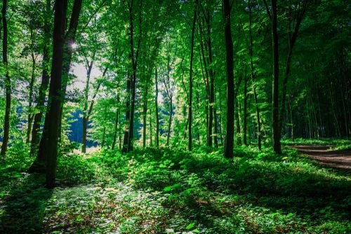 A forest full of trees. | Source: Shutterstock