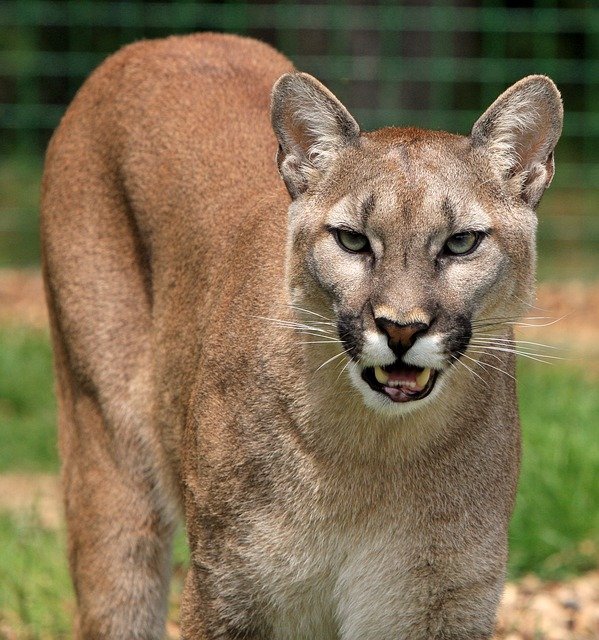 Puma. Fuente: Pixabay