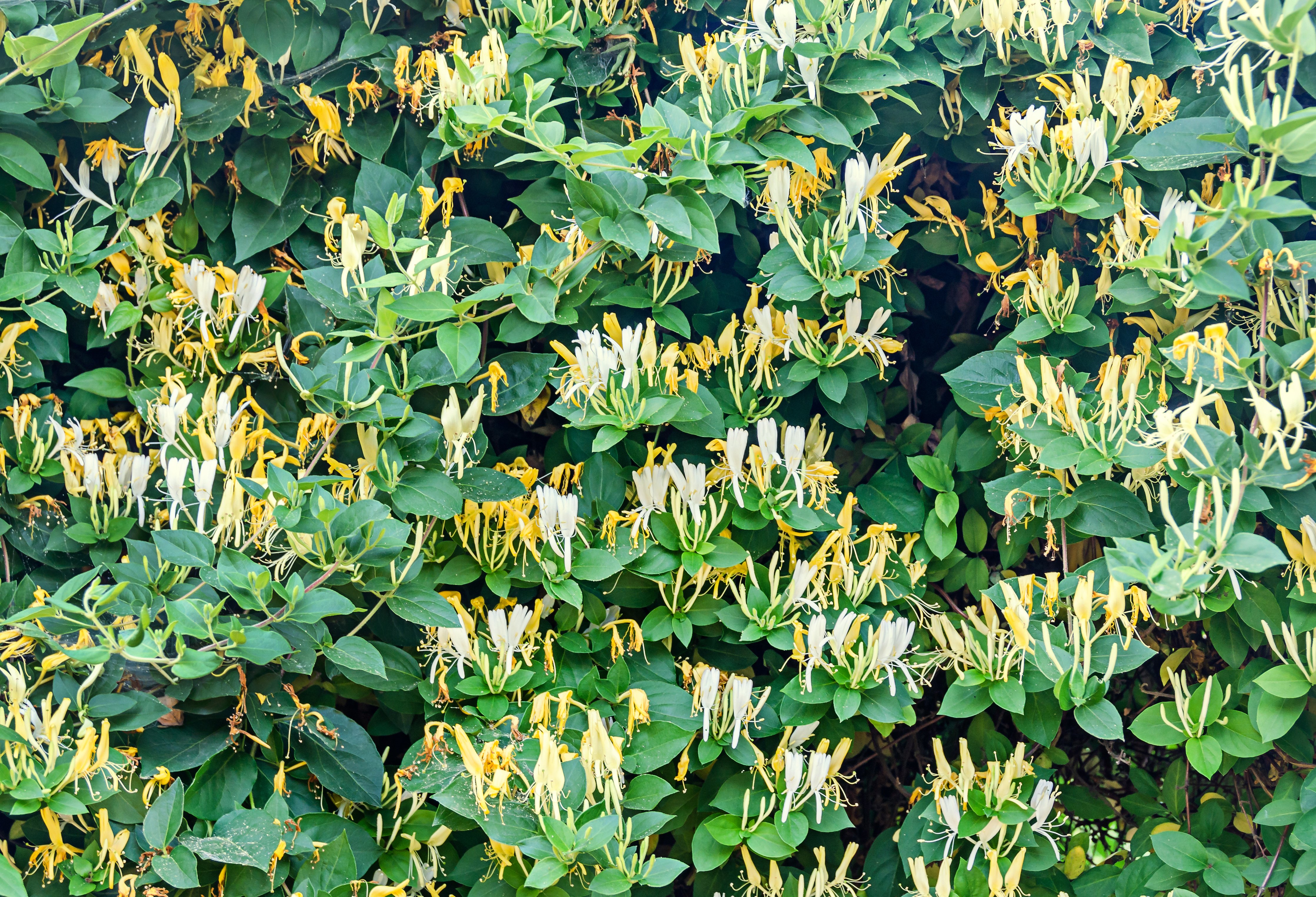Des fleurs chèvrefeuilles | Photo : Shutterstock