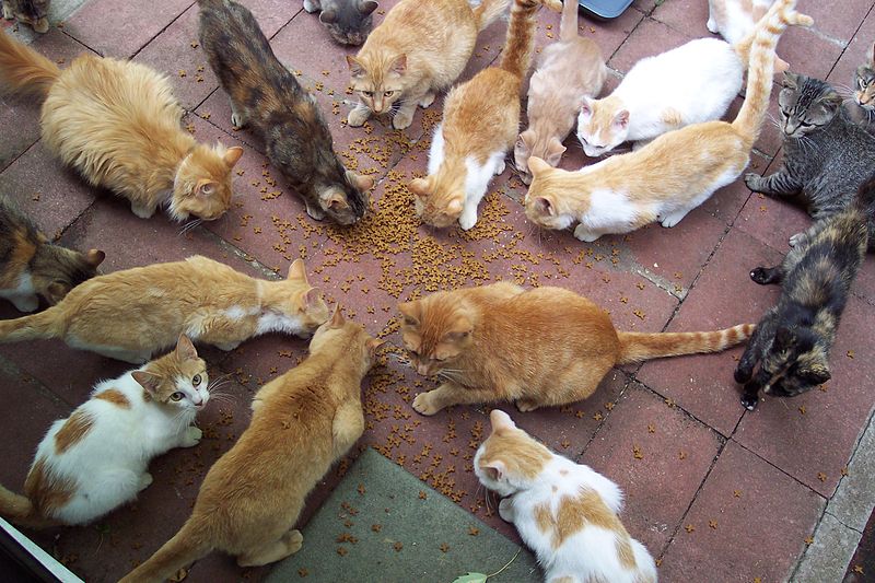 Groupe de chats se nourrissant en cercle. | Image: Wikimedia Commons Groupe de chats se nourrissant en cercle. | Image: Wikimedia Commons