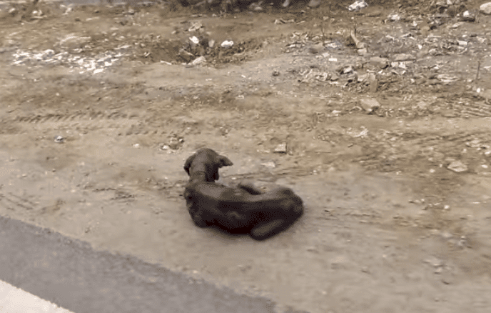 Fuente: YouTube/Animal Aid Unlimited, India