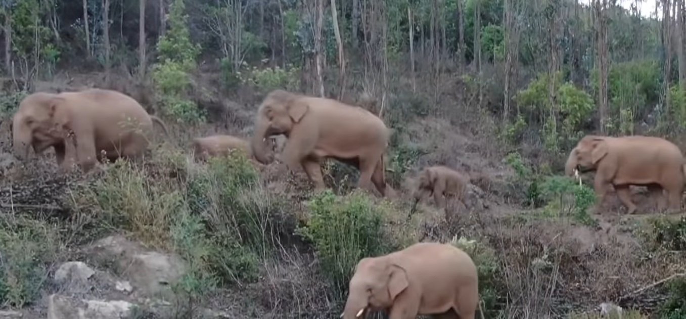 La manada de elefantes errantes en China. | Foto: YouTube/South China Morning Post