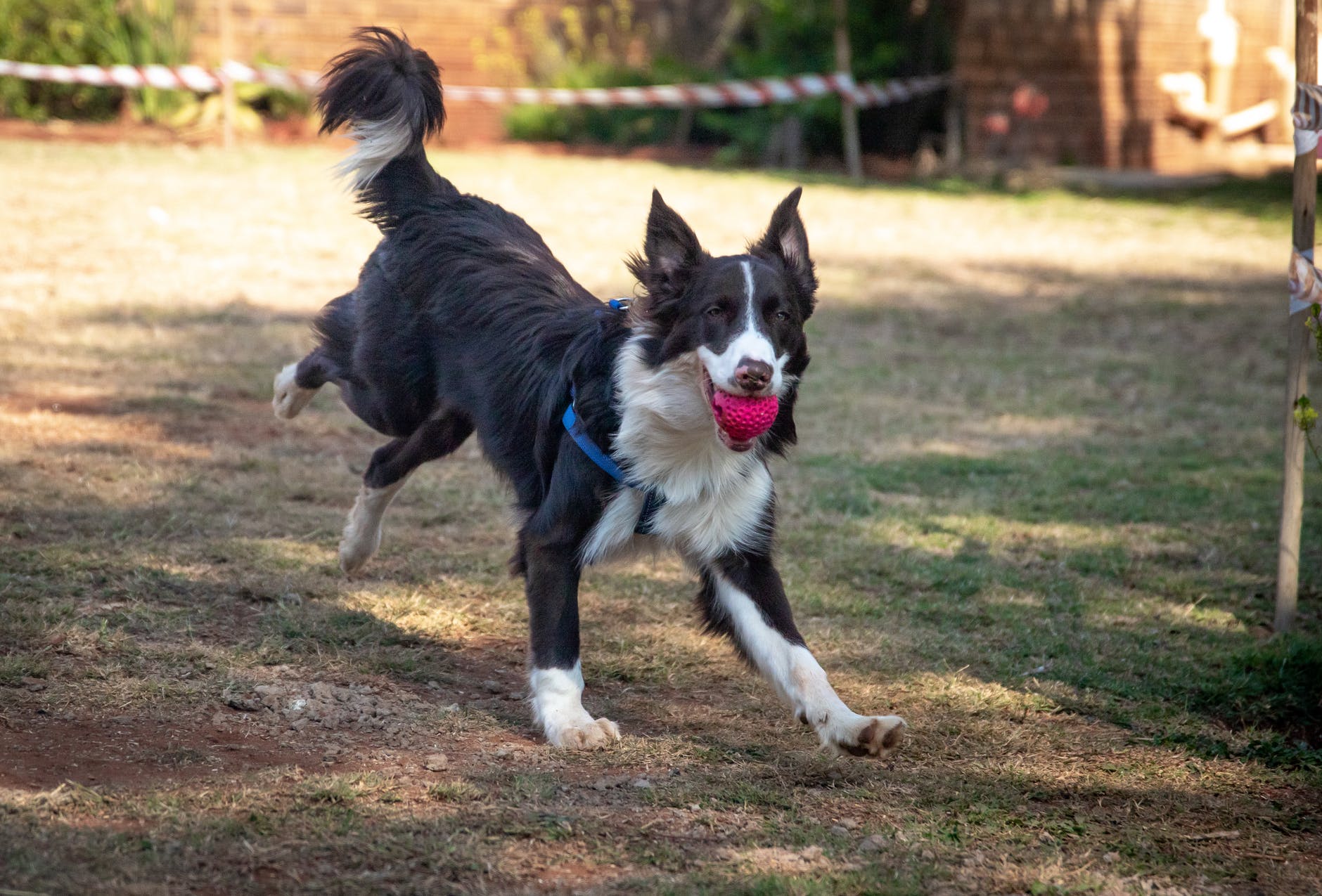 Un perrito corriendo con una pelota en su hocico. | Foto: Pexels