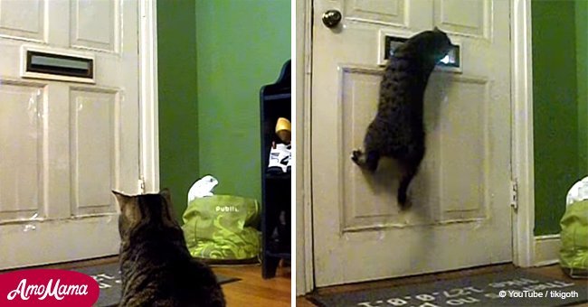 Cat waits patiently at 12 o'clock each day to play a game with the mailman