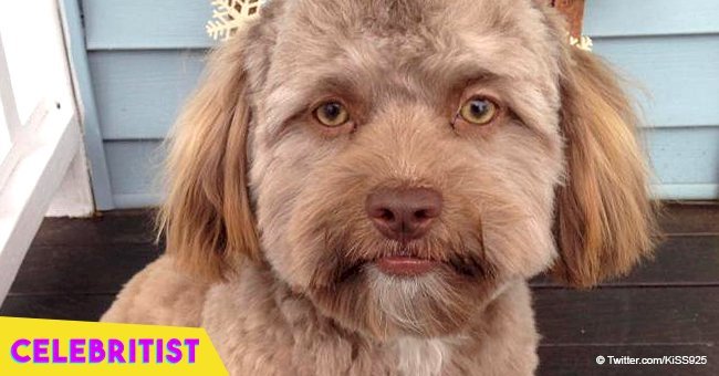 Puppy goes viral because of his strangely human face, making users feel uncomfortable