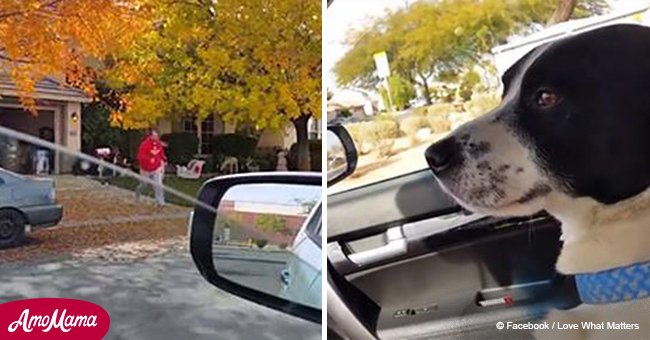 Family dog goes missing and it takes owners 12 days to finally find her (video)