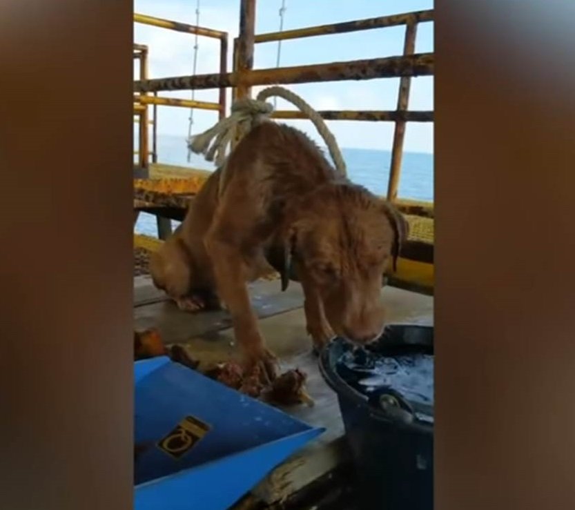 Los trabajadores le dieron agua al perro sediento. | Imagen: YouTube/Viral Press