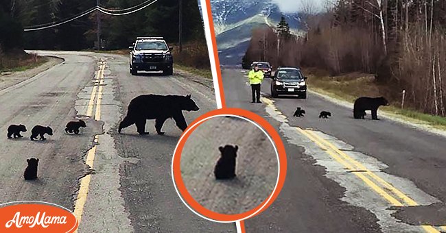 Police Officer Notices Sick Bear Cub Lagging behind His Family and ...