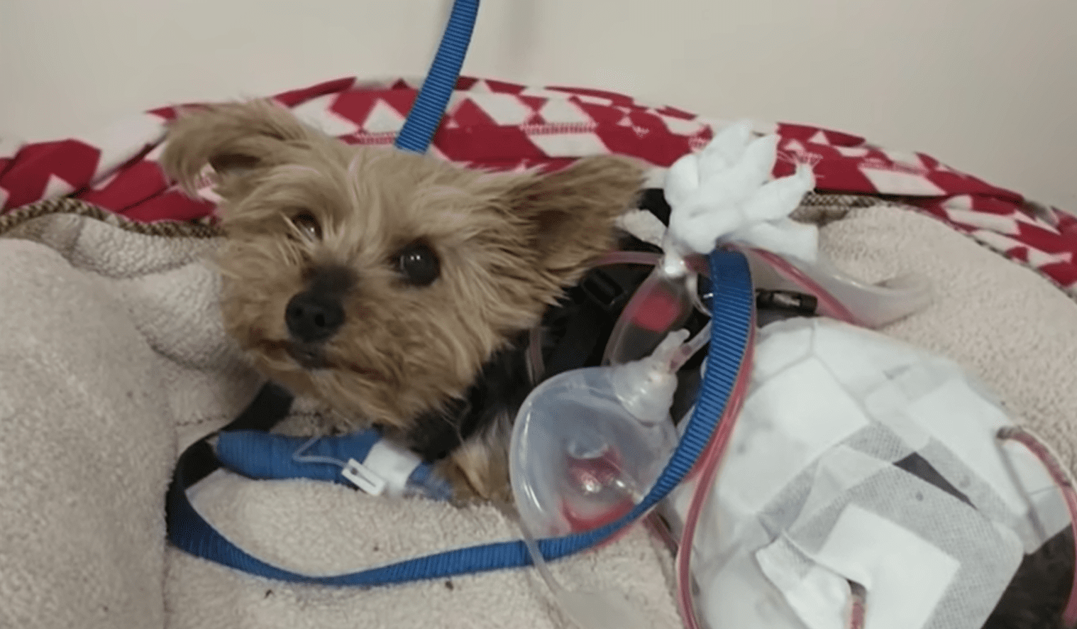 A 6-year-old Yorkie named Macy in intensive care. | Source: youtube.com/Your Morning