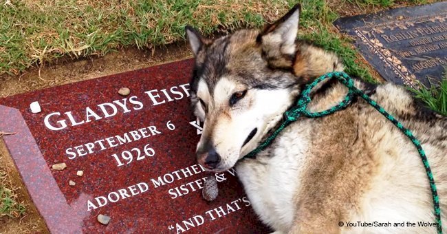 Dog 'cries' and has difficulty breathing at his owner's grandmother's grave