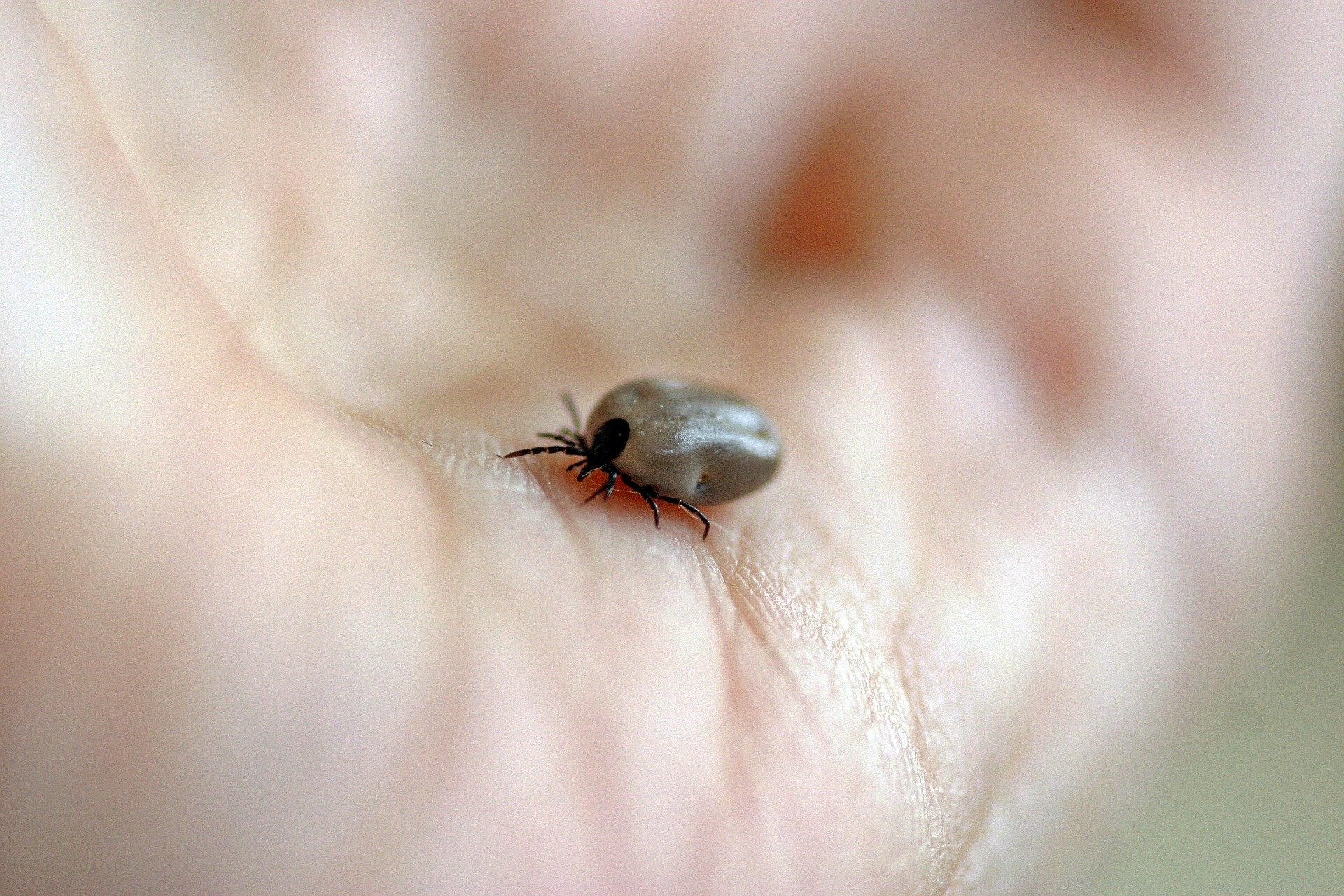 Pictured - Tick, a blood sucker on a person's hand | Source: Pixabay 