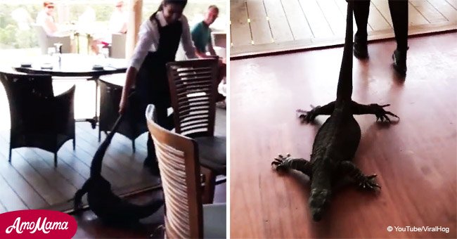 Waitress responds to screaming diners to find a 'monster' goanna