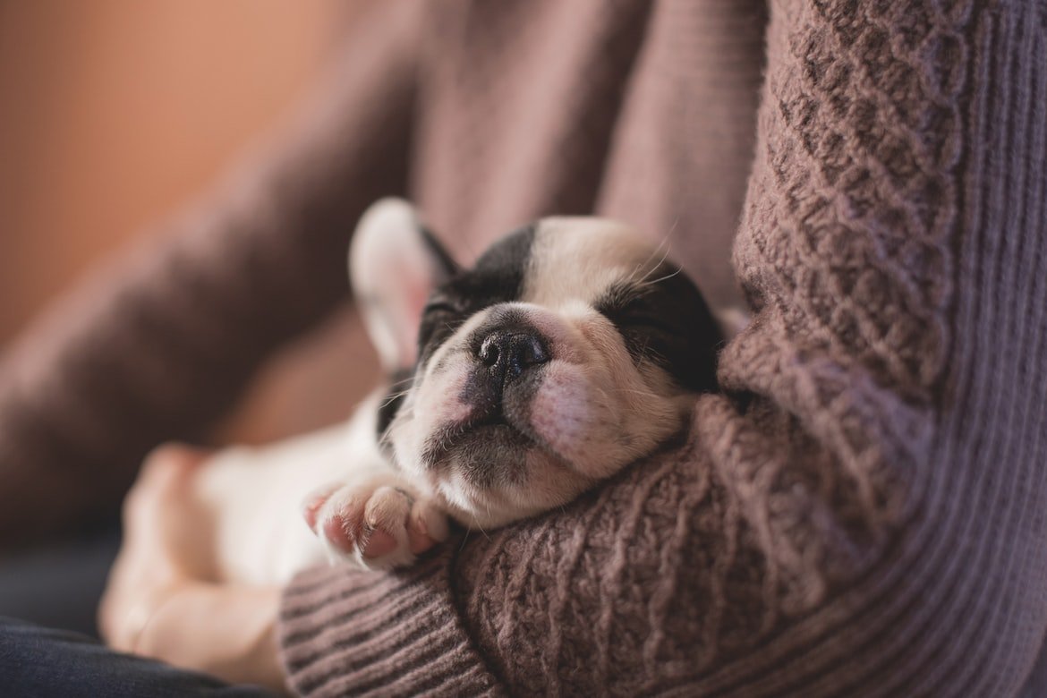 Un pequeño cachorro duerme en brazos de su dueño. | Foto: Unsplash