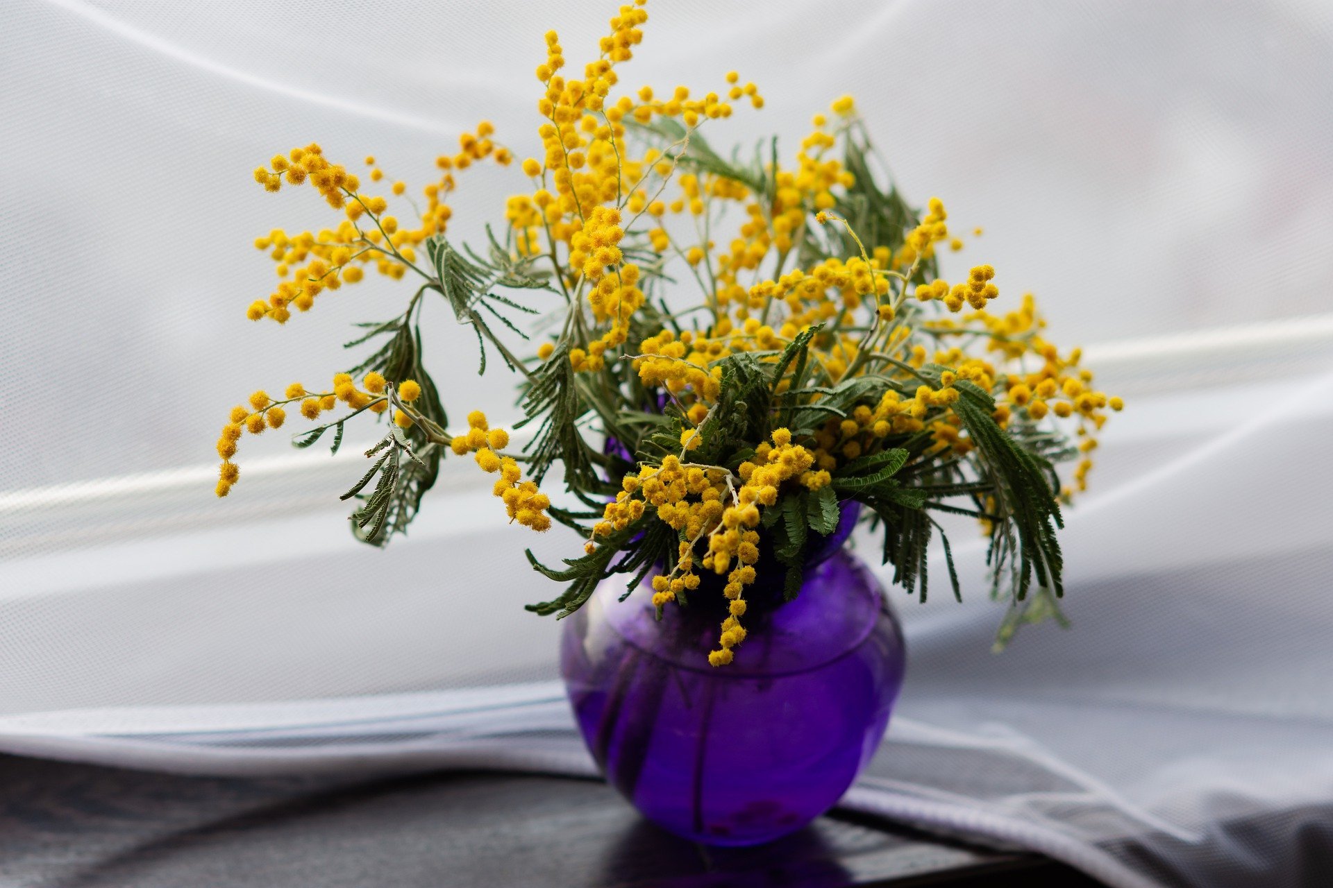 Mimosa en pot. | Photo : Pixabay