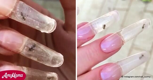Extraña tendencia de la manicura: poner hormigas vivas dentro de las uñas