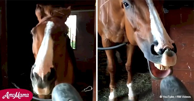 Video of leaf blower aimed at horse's face makes internet viewers cry from laughter