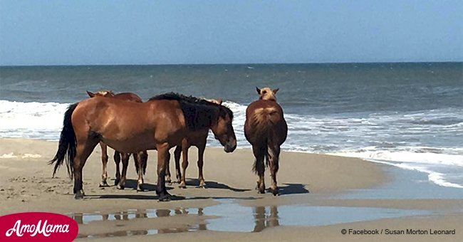 North Carolina’s famous wild horses survived hurricane at flood site