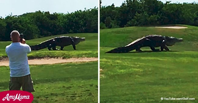 Chubbs, a giant alligator, spotted sauntering along a golf course in a US state