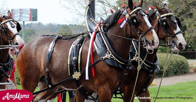 Meet the man behind famous Budweiser Clydesdales horses