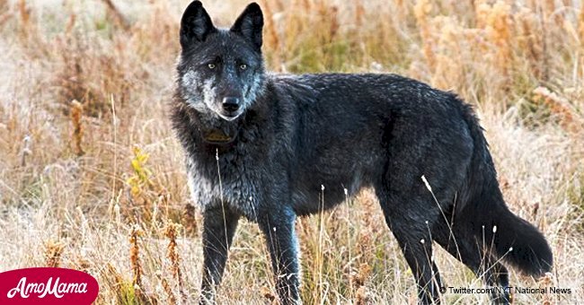 Famous Yellowstone wolf ‘Spitfire’ killed by a trophy hunter