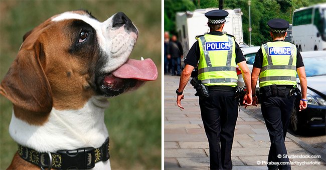 White Woman Calls Police on Black Man Because His Dog 'Humped' Her Dog at a Park in Viral Video