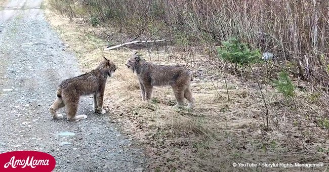 Video shows 2 lynxes having an intense 'conversation' in the middle of the road