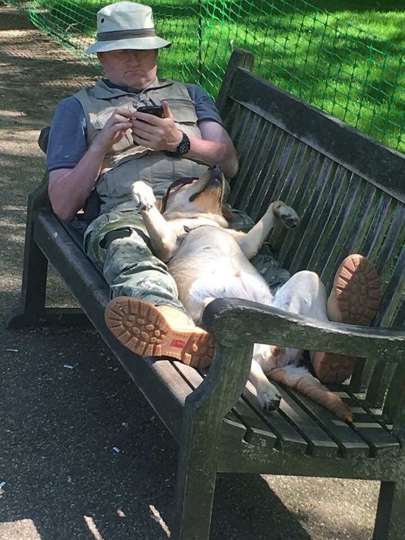 Perro descansando en el parque / Imagen tomada de: Reddit Perro descansando en el parque / Imagen tomada de: Reddit