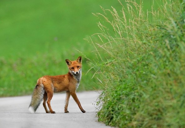 Photo of a fox in  Lomasona valley, Trentino-Alto Adige, Italy. | Photo: Getty Images
