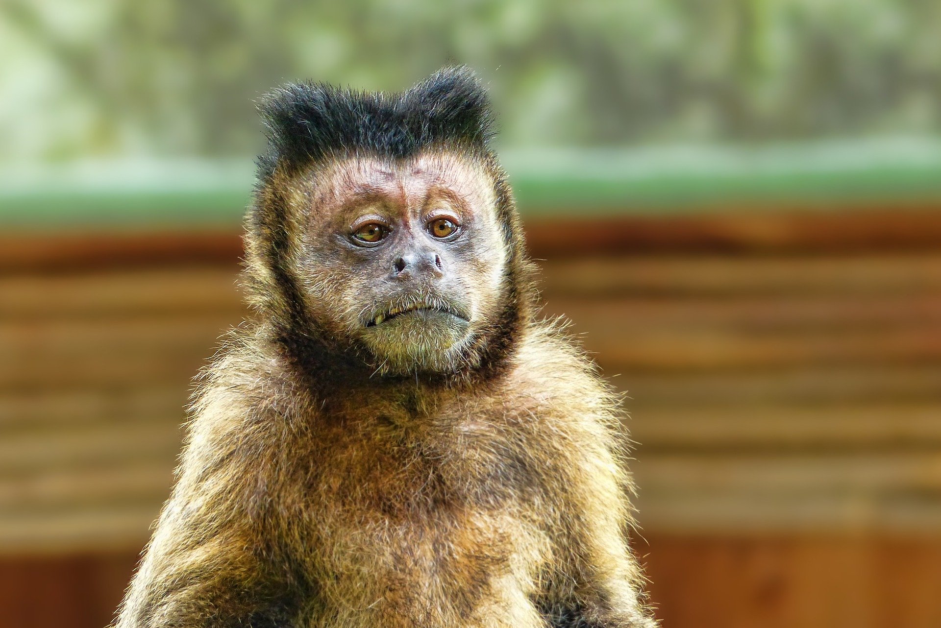 A monkey. | Photo: Pixabay/Schwoaze 