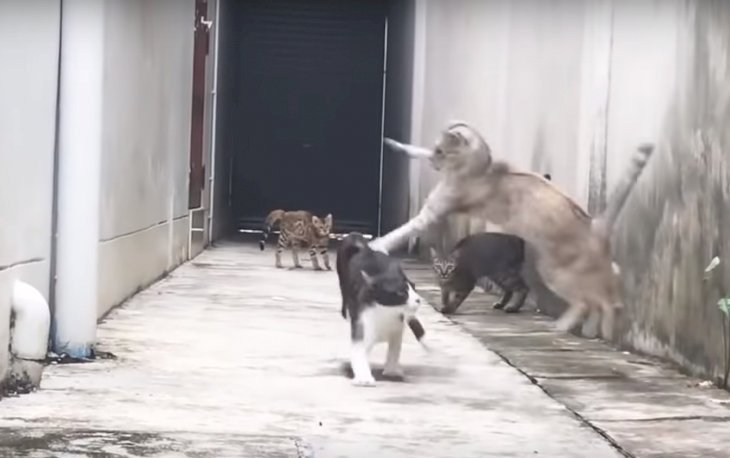Source: Youtube/Super Cat