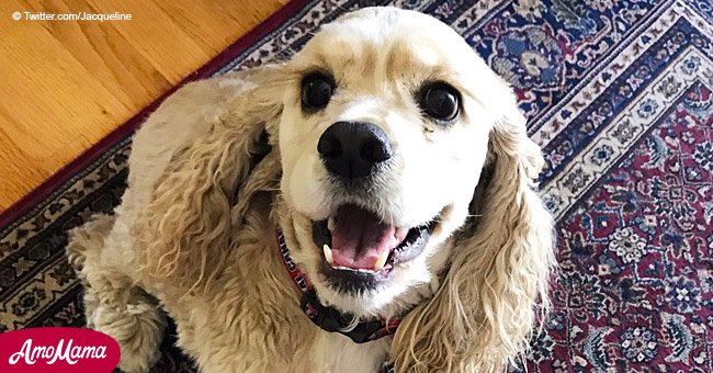 Une adorable vidéo d'un chien qui refuse de laisser son jouet préféré pendant qu'il se fait laver