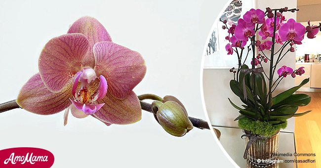 Do you have an orchid? Here's a way you can get your plant looking all pretty again