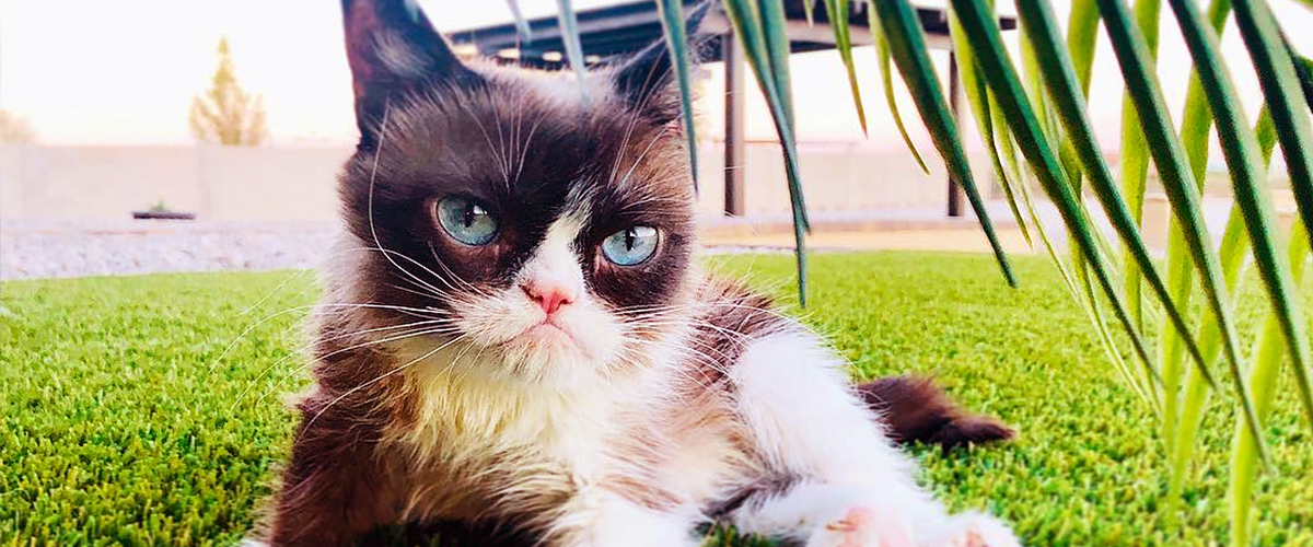 Instagram/realgrumpycat