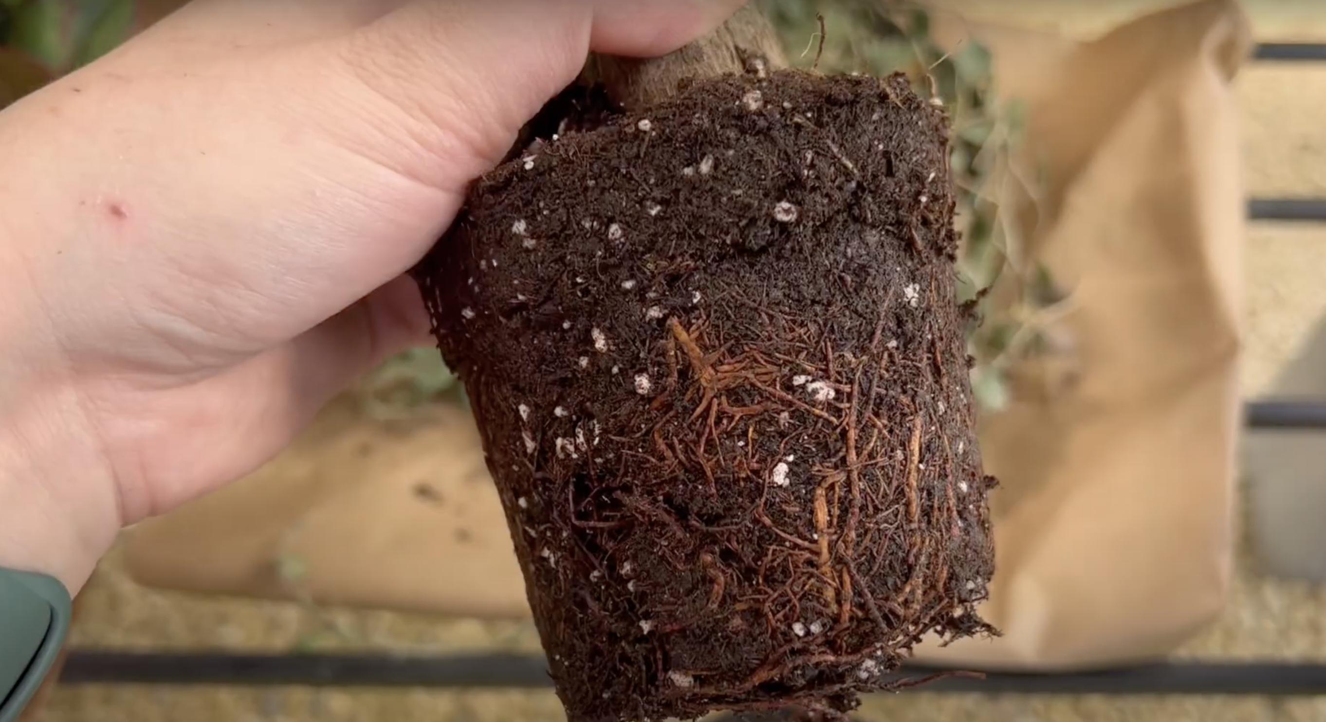 A close-up of the root of a money tree. | Source: YouTube/Renata's Garden